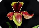 Paph. villosum laichauense